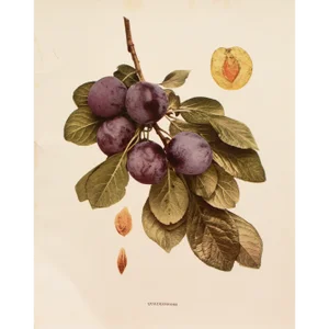 1900s U. P. Hedrick, Original Antique Photogravure of Quackenboss Plums