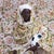 Contemporary Omar Victor Diop a Moroccan Man Poster For Sale - Image 3 of 3