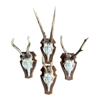 Reo Deer Trophy Trophies Set of 4 136 Black Forest Antlers For Sale