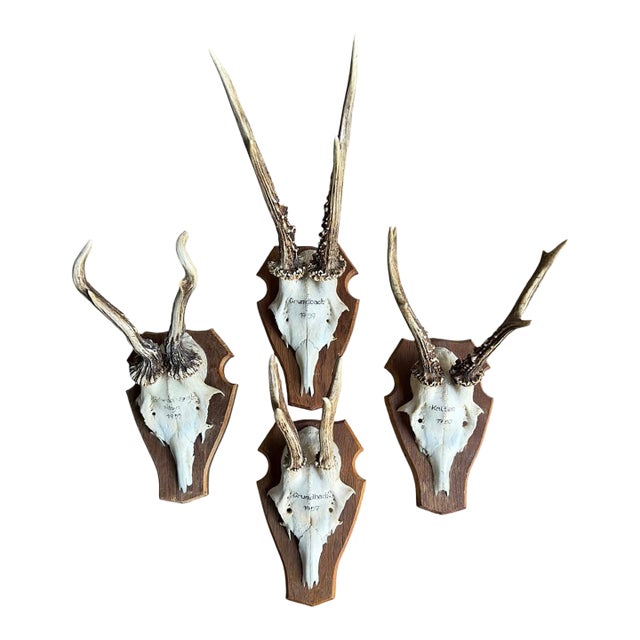 Reo Deer Trophy Trophies Set of 4 136 Black Forest Antlers For Sale
