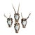 Reo Deer Trophy Trophies Set of 4 136 Black Forest Antlers For Sale
