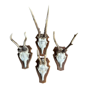 Reo Deer Trophy Trophies Set of 4 136 Black Forest Antlers