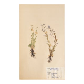 Vintage Swedish Herbarium - Forget Me Not, Circa 1953 For Sale