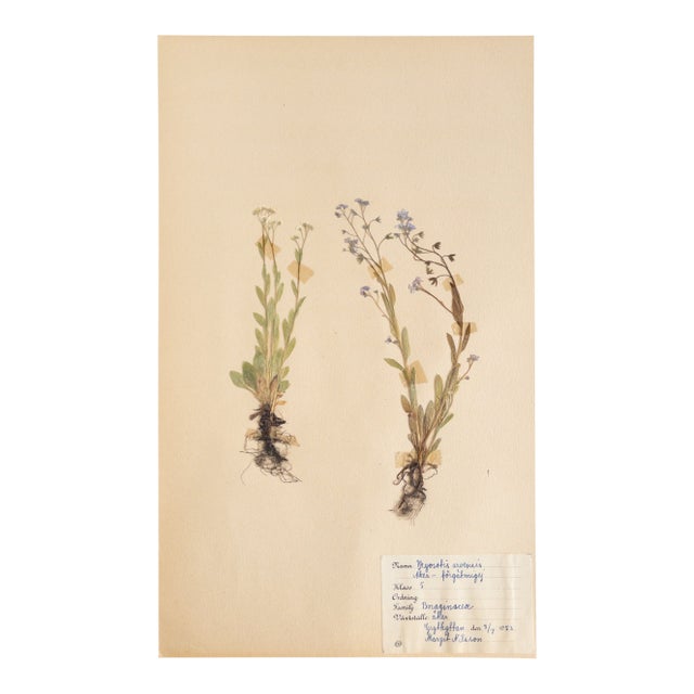 Vintage Swedish Herbarium - Forget Me Not, Circa 1953 For Sale