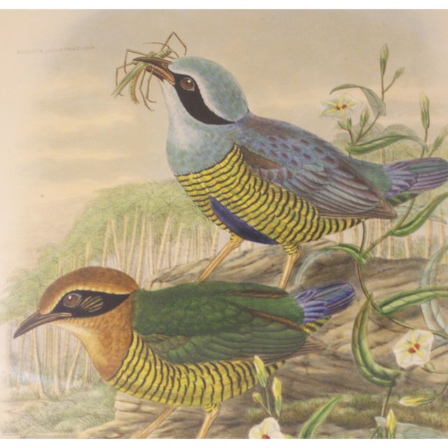 Framed lithograph of the Eucichla Ellioti by William Matthew Hart, circa 1893-1895. From the second edition of "A...