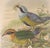 Framed lithograph of the Eucichla Ellioti by William Matthew Hart, circa 1893-1895. From the second edition of "A...
