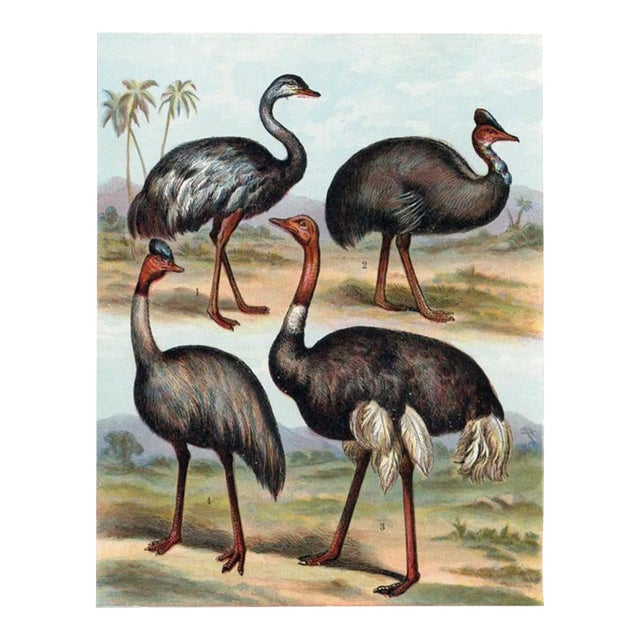 1886, Ostrich Print, Original Antique Bird Lithograph For Sale