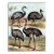 1886, Ostrich Print, Original Antique Bird Lithograph For Sale