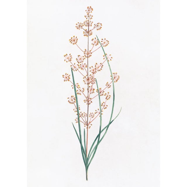 DESCRIPTION From the curated collection of Celerie Kemble for Ornis Gallery, these 18th Century Australian Botanicals are...