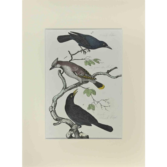 Johann Friedrich Naumann, Black Bird, Etching, 1840 For Sale
