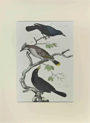 Johann Friedrich Naumann, Black Bird, Etching, 1840