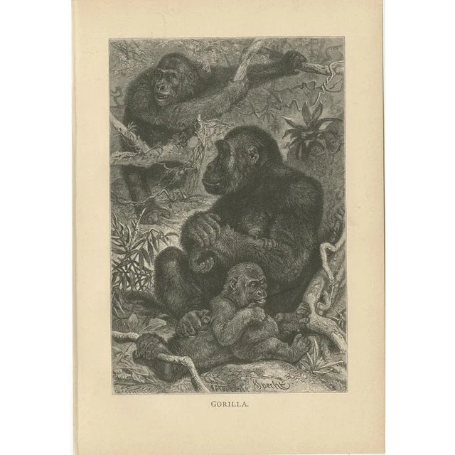 Set of five antique prints of monkeys including: 1) Gorilla 2) Schimpanse - Chimpanzee 3) Nachtaffe - Night Monkey 4)...