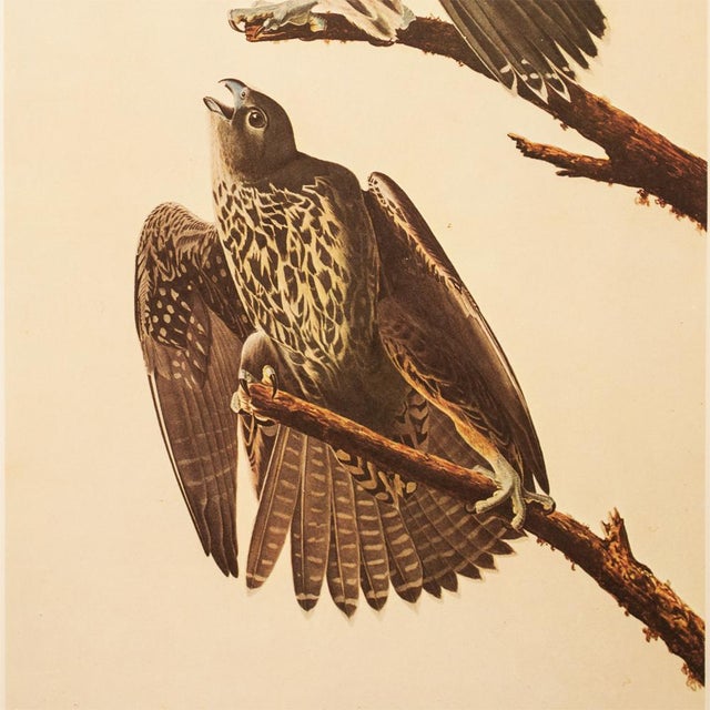 John James Audubon 1966 Vintage Farmhouse Cottage Style Print "Gyrfalcon" After John James Audubon For Sale - Image 4 of 7