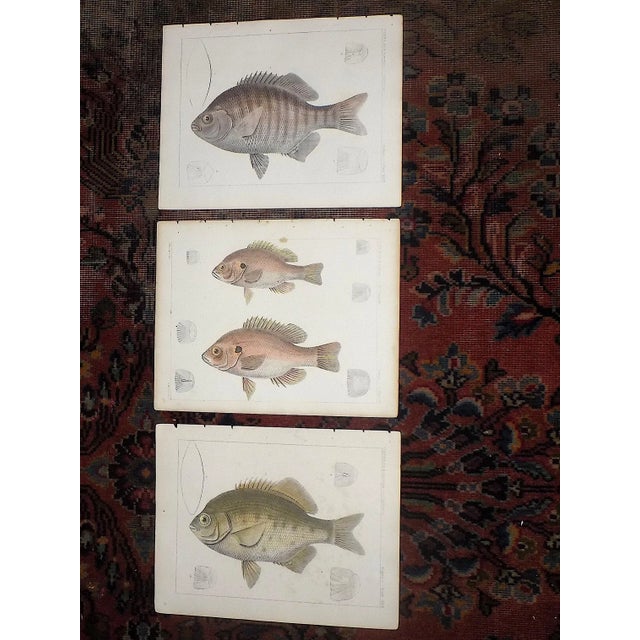 Antique 19th Century Hand Colored Fish Lithographs - Set of 3 For Sale In Cincinnati - Image 6 of 6