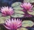 Pink & Lavender Water Lilies Oil Painting Displayed in an Antiqued Gold Wood Frame For Sale In Los Angeles - Image 6 of 9