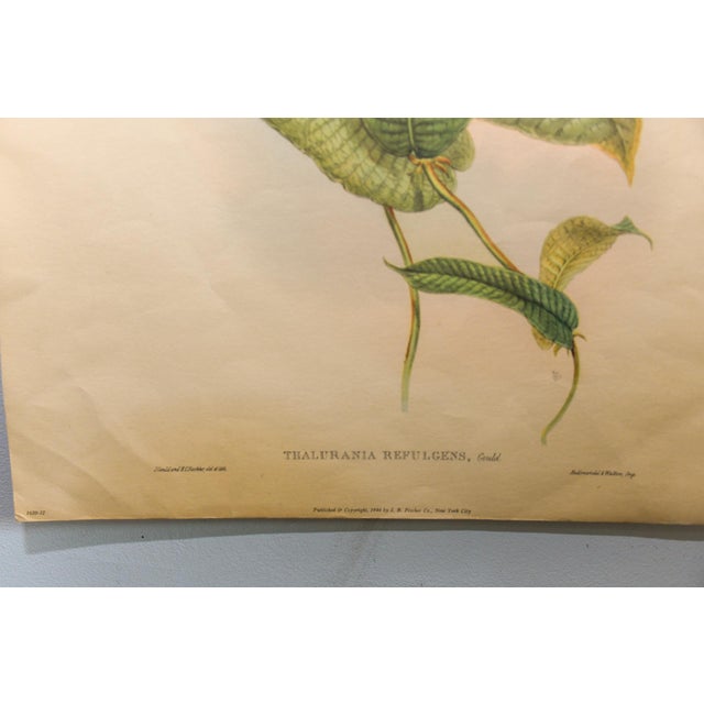 Set of 4 1946 John Gould Hummingbird Lithograph | Vintage Bird Print | i.b. Fischer Co. | 16 X 20 | Botanical Wall Art For Sale - Image 10 of 17