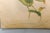 Set of 4 1946 John Gould Hummingbird Lithograph | Vintage Bird Print | i.b. Fischer Co. | 16 X 20 | Botanical Wall Art For Sale - Image 10 of 17