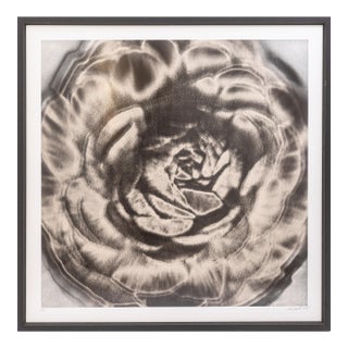 Lisa Spindler Untitled Rose Series II 2024 Signed Contemporary Photograph 1/10 For Sale