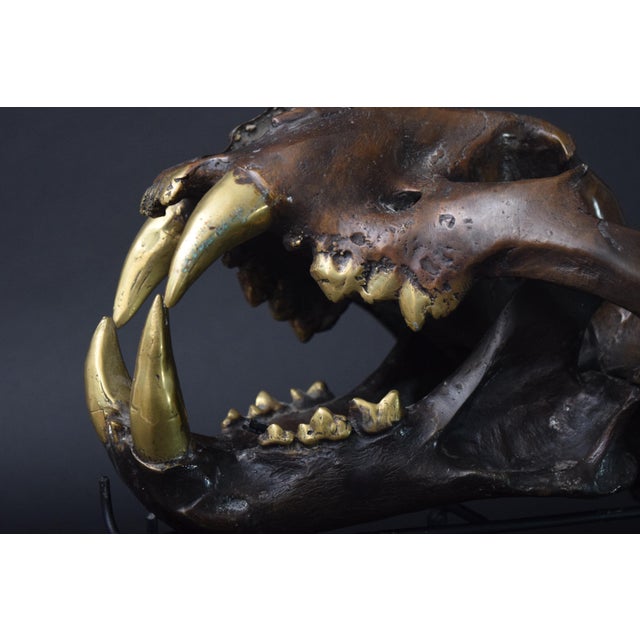 Big Cat Skull Sculpture on Black Display Stand, 1990s For Sale - Image 3 of 10