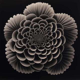 Heliotropium Flower — Vintage Botanical Photography Print For Sale