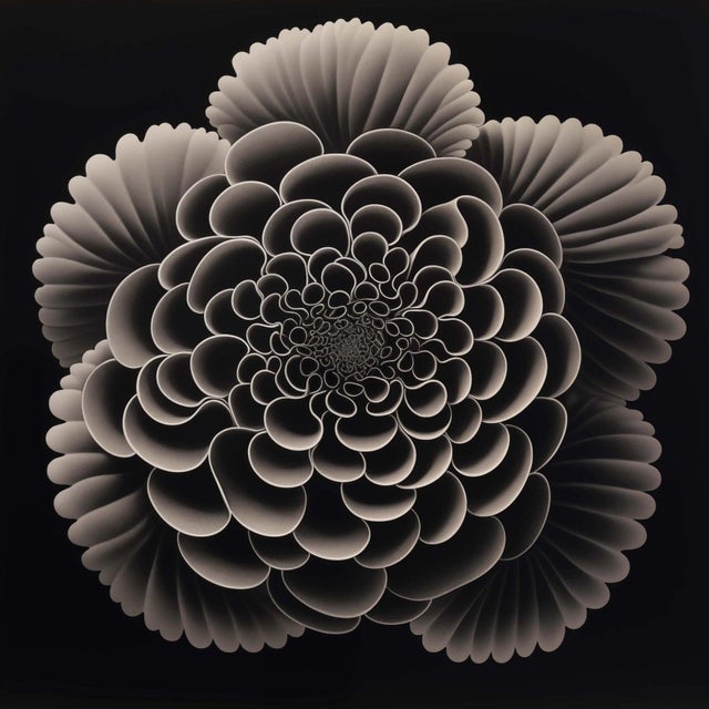 Heliotropium Flower — Vintage Botanical Photography Print For Sale