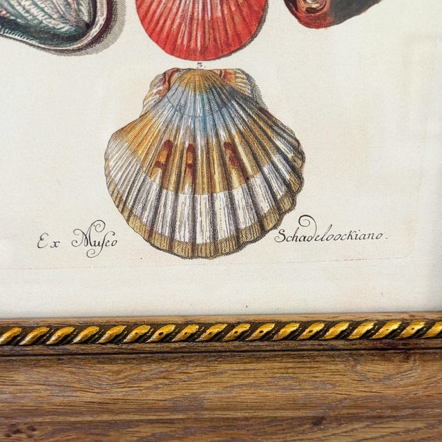 Framed Seashell Engraving Prints - Conchology Engravings After Georg Wolfgang Knorr, Set of 4 For Sale - Image 13 of 15