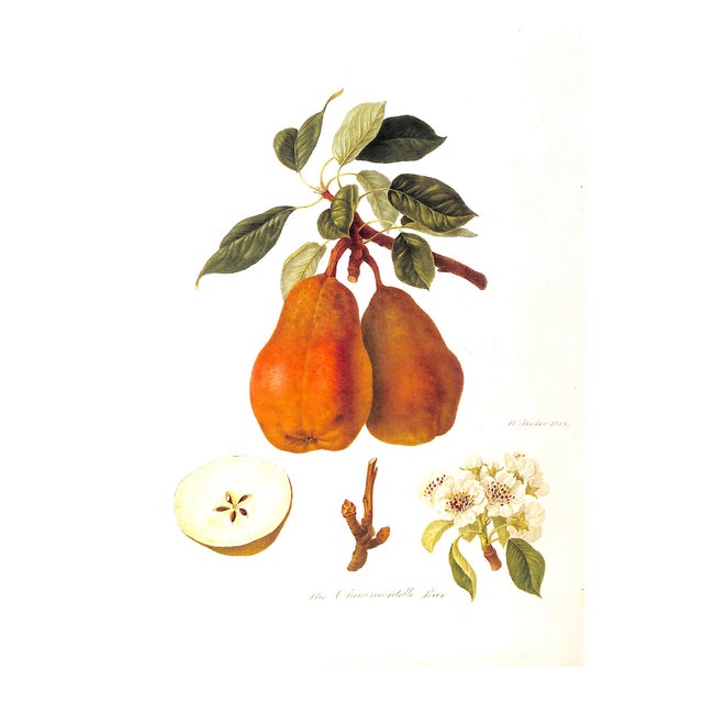 "Hooker's Finest Fruits: A Selection of Paintings of Fruits" 1989 Roach, Frederick and Stearn, William T. For Sale In New York - Image 6 of 8