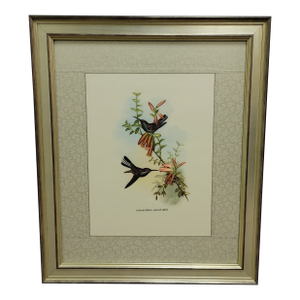 Framed John Gould Reproduction Print “Pied Tail Hummingbird”