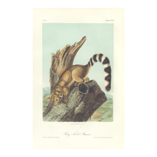 1851 Audubon Quadruped Octavo Lithograph "Plate 98 Ring Tailed Bassaris" For Sale