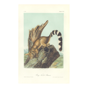 1851 Audubon Quadruped Octavo Lithograph "Plate 98 Ring Tailed Bassaris"