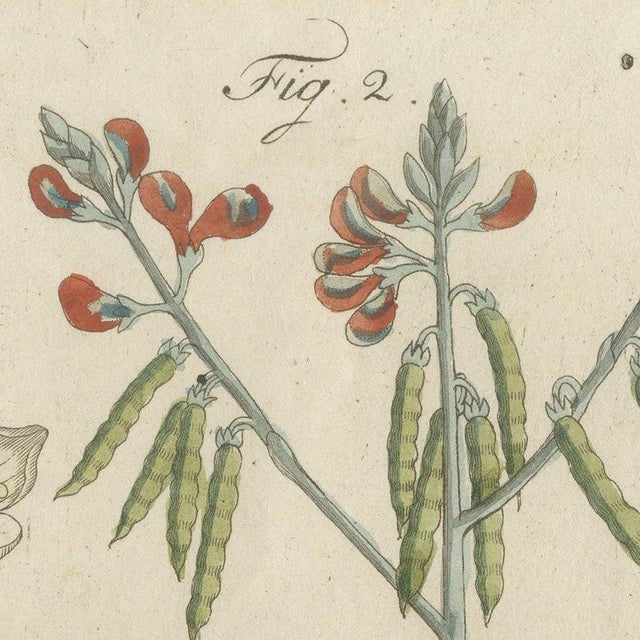 Beige Bertuch, Venus Flytrap Carnivorous Plant, 1805, Print For Sale - Image 8 of 12