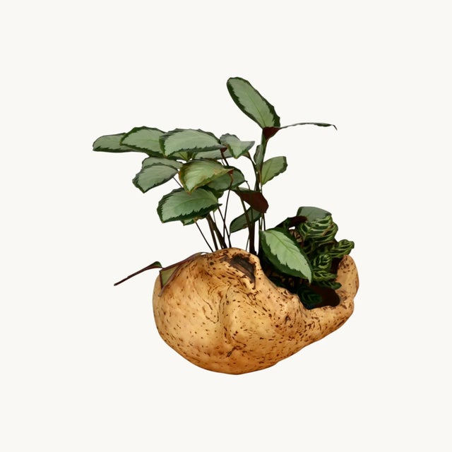 Large Magnifying Glass in Elm, Sweden, 1970s, in Good conditions. Designed 1970 to 1979