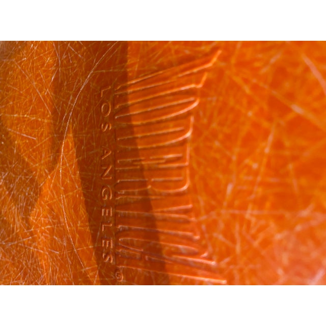 Butter clam toxin picture