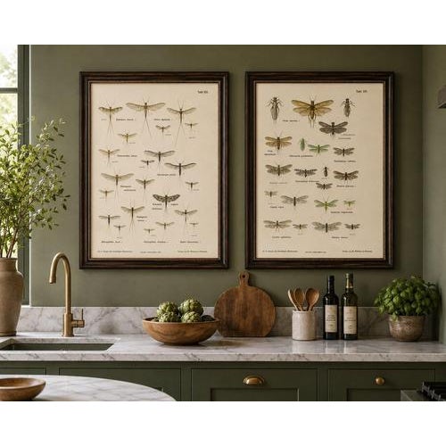 1900 - 1909 Entomological Lithographs from Die Geradflügler, Germany, 1908, Set of 2 For Sale - Image 5 of 12