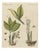 Bertuch, Zedoary and Grains of Paradise Spice Plants, 1805, Print For Sale