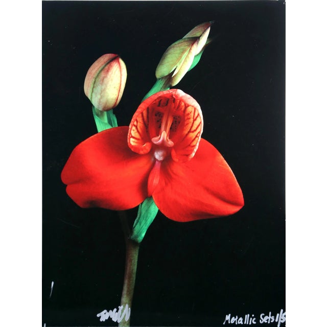 Red Orchid from the Metallic Sets Jonathan Singer American (1949–2019) Dye Sublimation Print on Metal, signed and numbered...