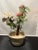 Bonsai Tree Peony Gem For Sale - Image 9 of 11