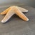 Coastal Large Natural Jungle Starfish For Sale - Image 3 of 6