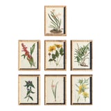 Framed Antique Chromolithographs Set of 7 From "Wild Flowers of America", Series II Volume Ii, L. Prang & Co., Boston (C. 1879) For Sale