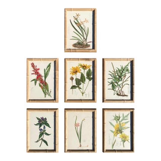 Framed Antique Chromolithographs Set of 7 From "Wild Flowers of America", Series II Volume Ii, L. Prang & Co., Boston (C. 1879) For Sale