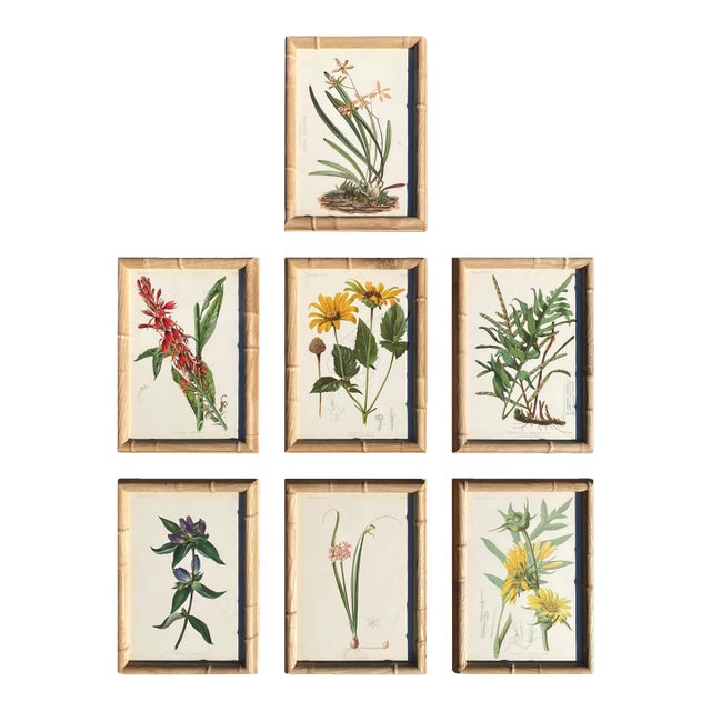 Framed Antique Chromolithographs Set of 7 From "Wild Flowers of America", Series II Volume Ii, L. Prang & Co., Boston (C. 1879) For Sale