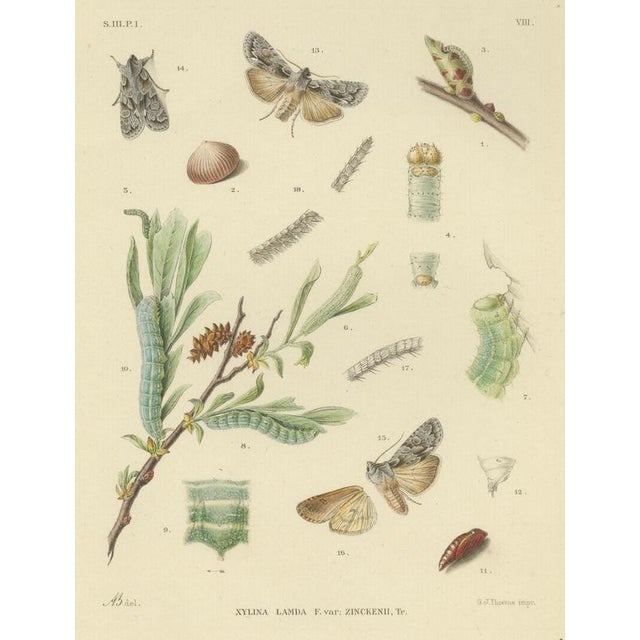 Sepp & Brants, Xylina Lambda Ortholithia Moths, 1905, Paper, Set of 2 For Sale - Image 4 of 10