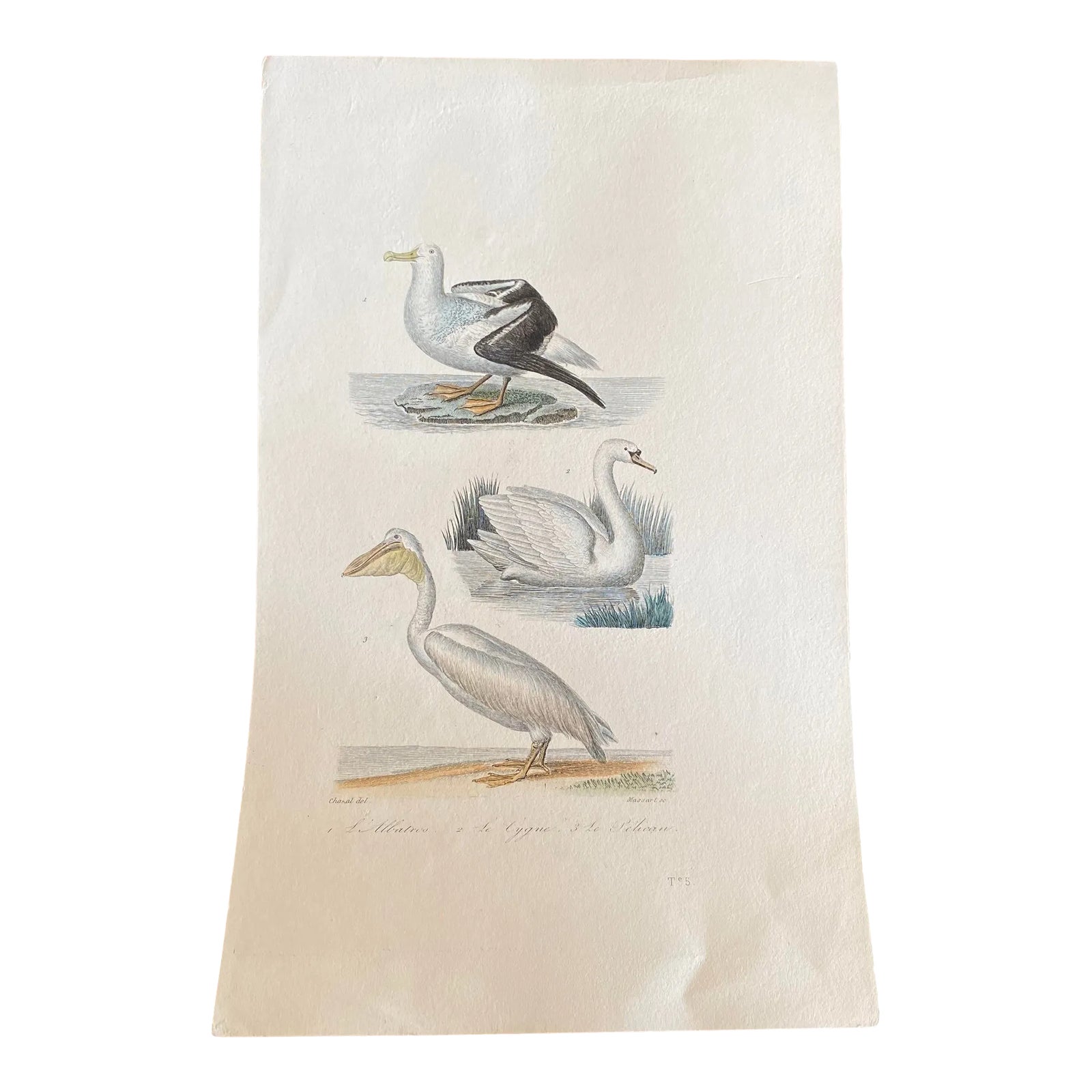 French Antique 18th Century Bird Engraving Hand Colored Signed Artwork ...
