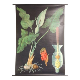 Vintage Botanical West German Biology Print "Arum" by Hagemann, Germany, 1972 For Sale