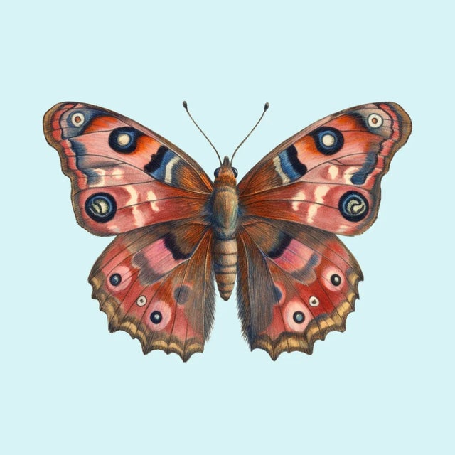 Butterfly With Pink and Brown Wings on a Light Blue Background Square Art Print 8"x8" For Sale