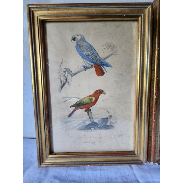 A set of two framed antique prints. Steel engraving on vellin type paper. Original hand colouring, heightened with arabic...