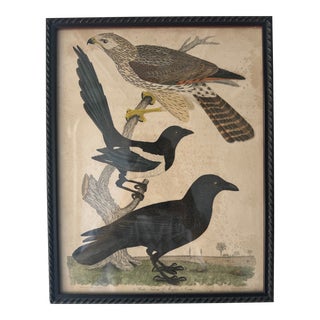Late 18th Century Vintage Bird Illustrations, Framed For Sale