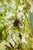 Early 21st Century Jasmine by Nadezda | Oil on Panel Portrait of a woman among jasmine flowers For Sale - Image 5 of 5