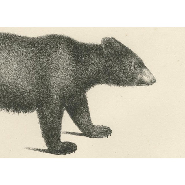 Black Majestic Bears, 1836, Print, Set of 2 For Sale - Image 8 of 12