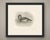This antique bird print shows a female sawbill duck swimming with a single young bird pressed close beneath her breast,...